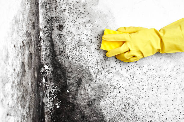 Best Toxic Mold Removal  in Belmont, PA