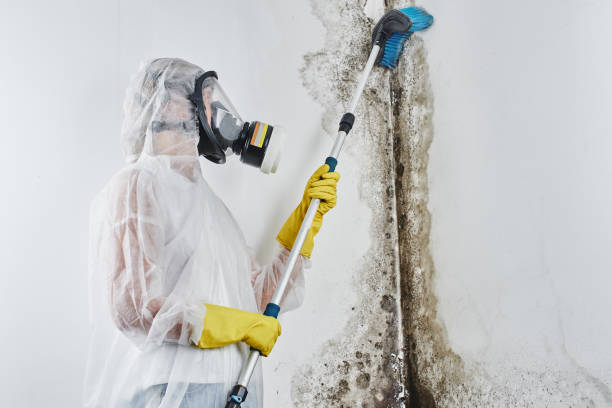 Best Attic Mold Removal  in Belmont, PA