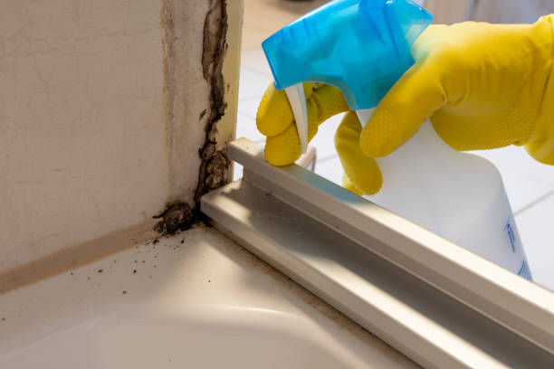 Best Fast Mold Removal  in Belmont, PA