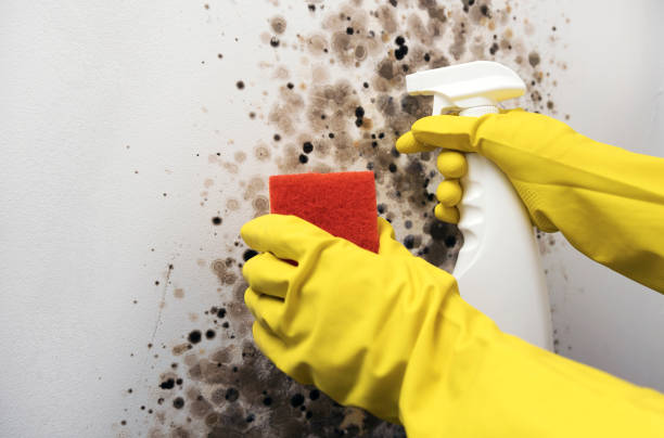Best Mold Removal Company Near Me  in Belmont, PA
